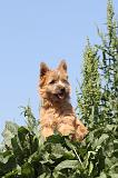 CAIRN TERRIER 025
